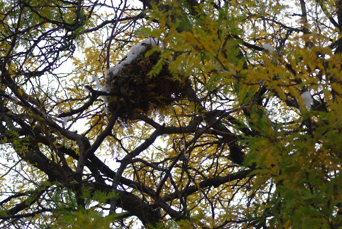 squirrelhomeJan2013Misc 019