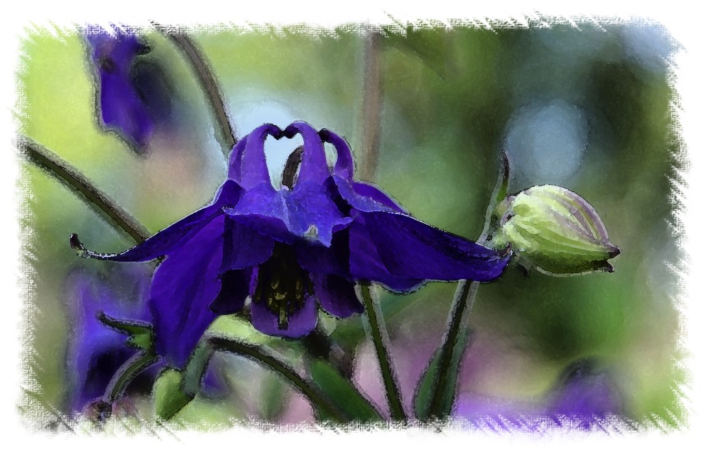 purplecolumbinewatercoloredge