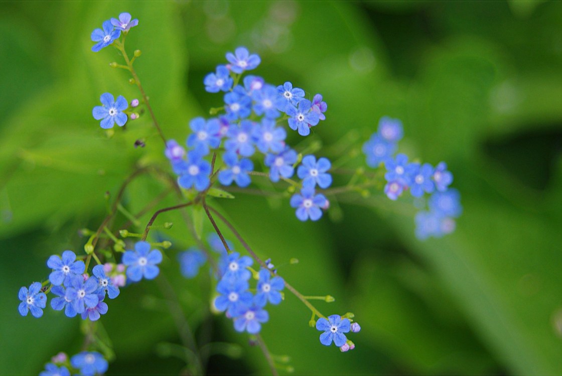 Forget me nots