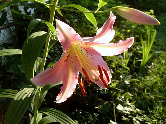 PinkLilly