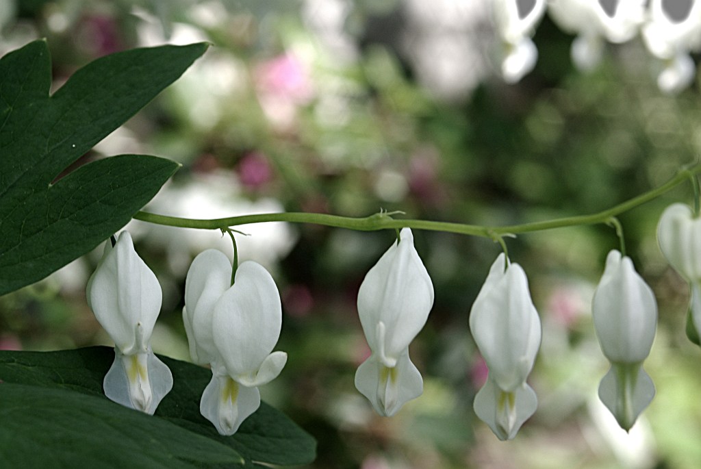 whitebldheartsneonglowclrj