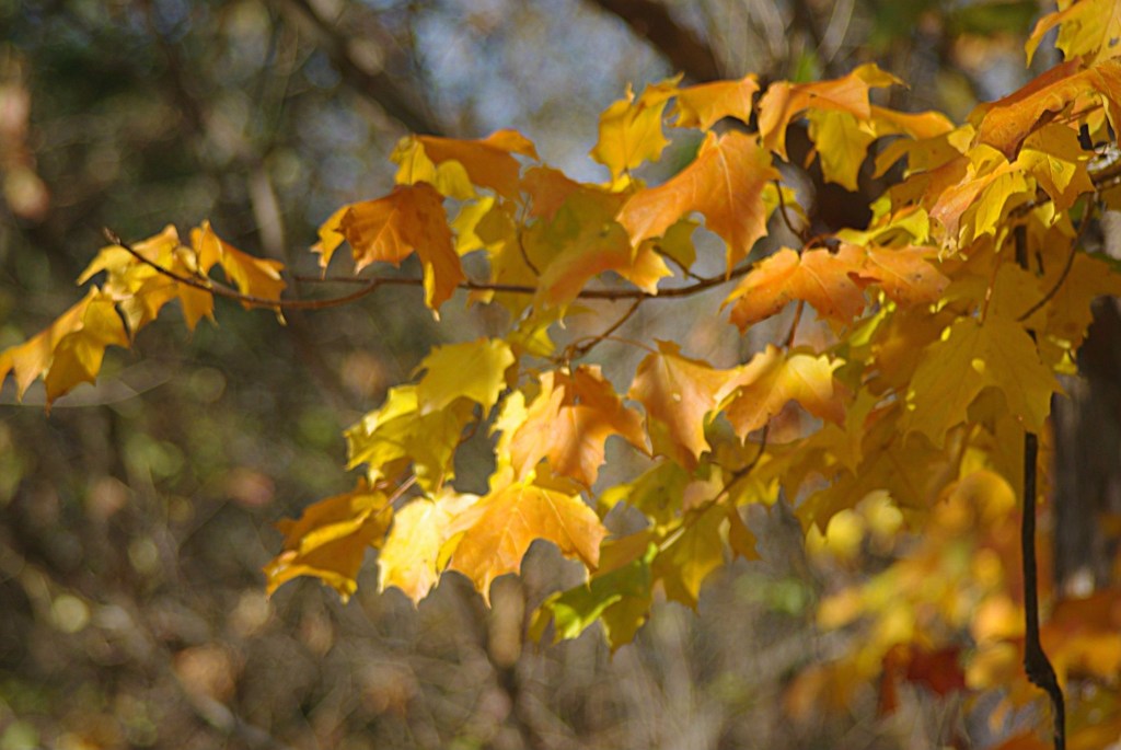 Fall Maple Leaves