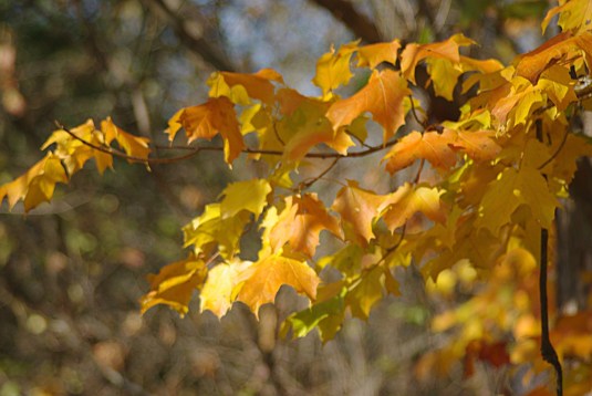Fall Maple Leaves