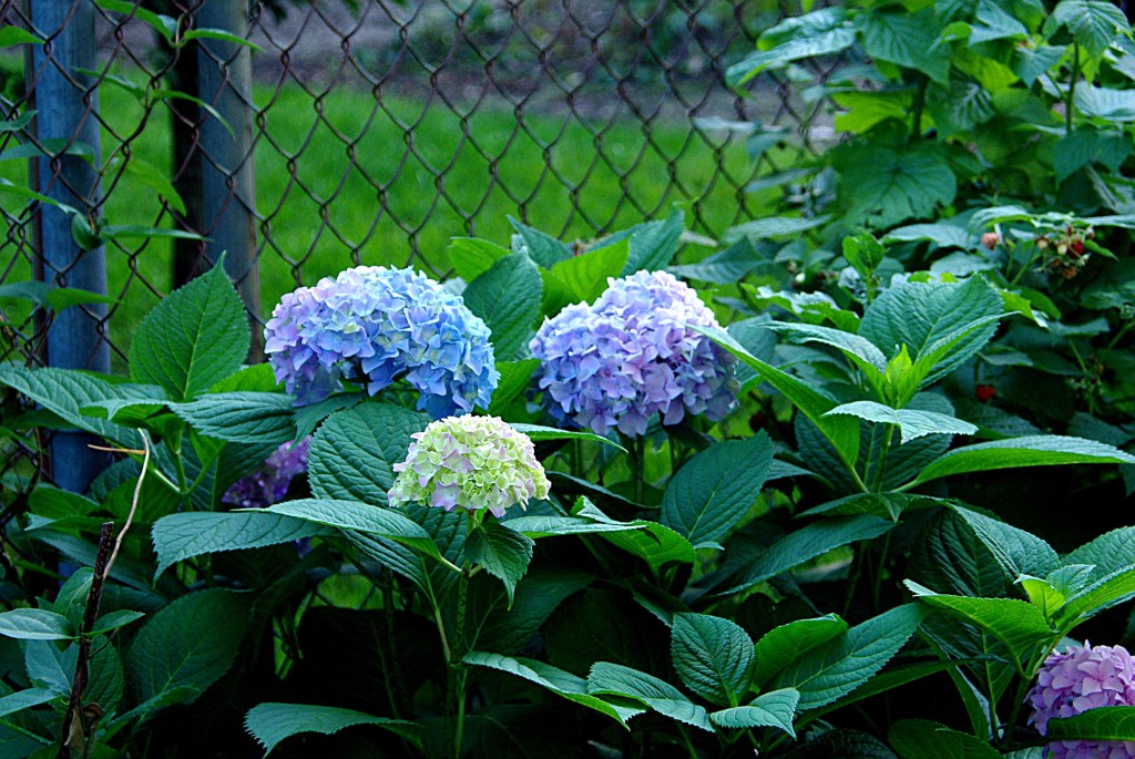 HydrangeaMulti