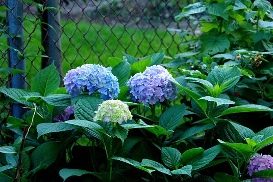 HydrangeaMulti