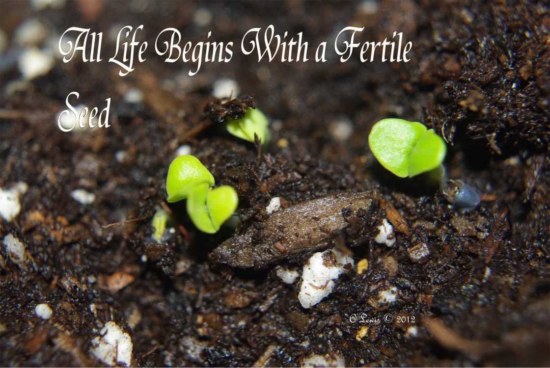 Freshalllifebeginswithafertileseedj