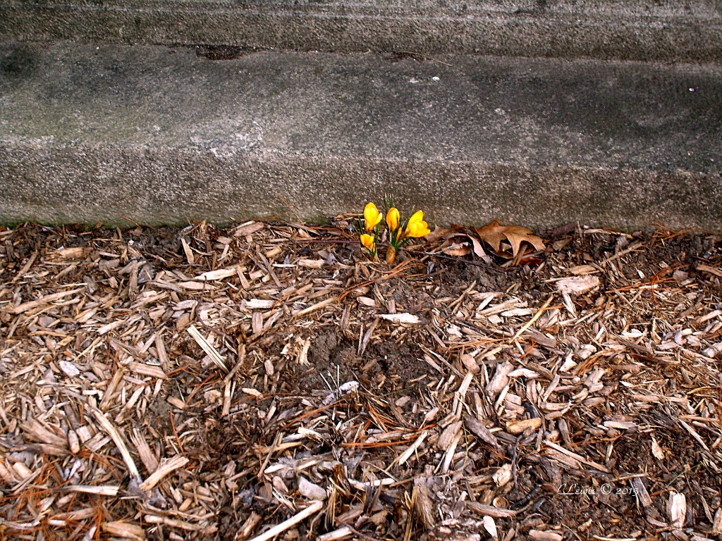 2013April spring misc 056