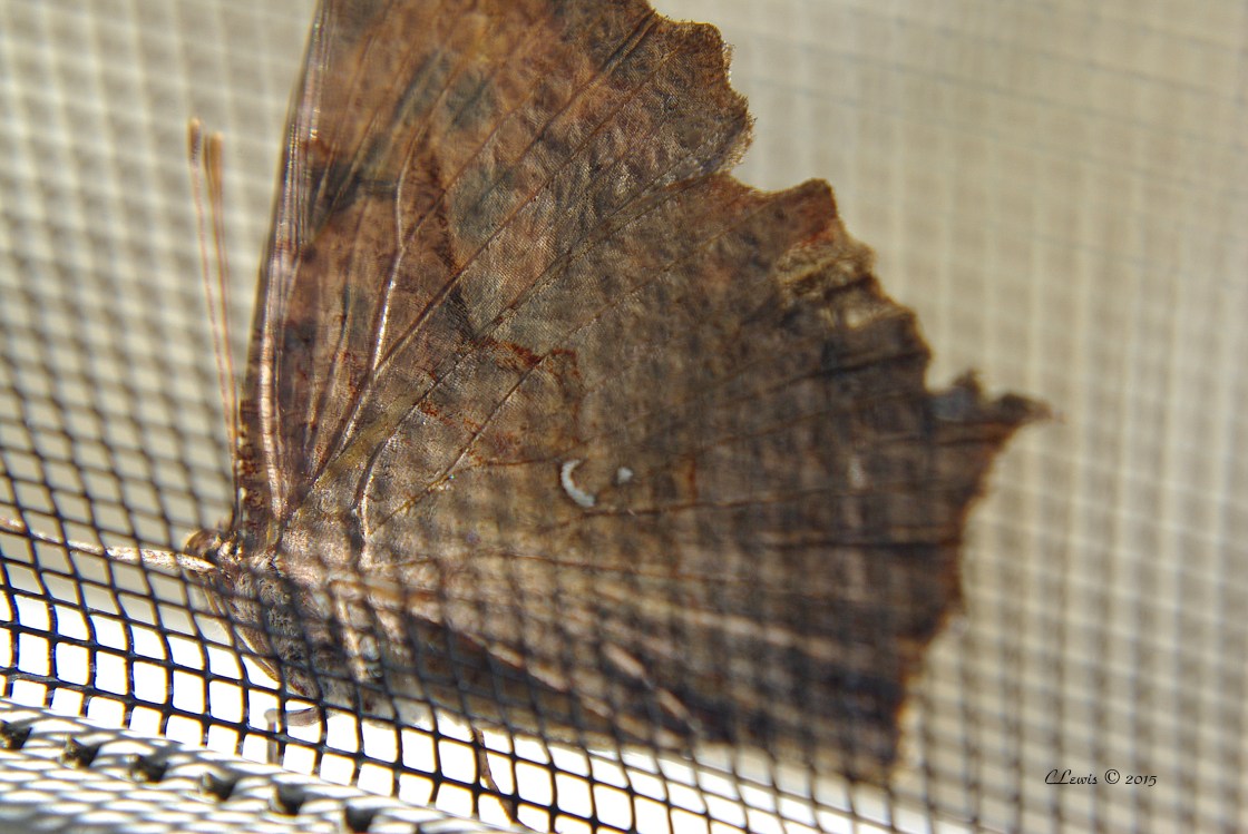 ButterfliesButterflyNorthvilleMillRaceVillage 001