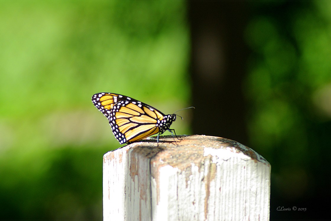 ButterfliesButterflyNorthvilleMillRaceVillage 012