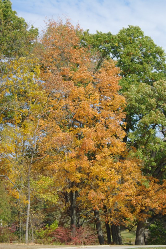 OctHiddenLakeGardensFall 117