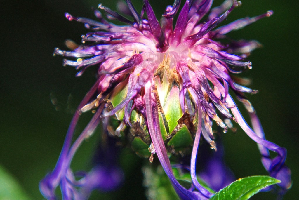 Original image from my yard