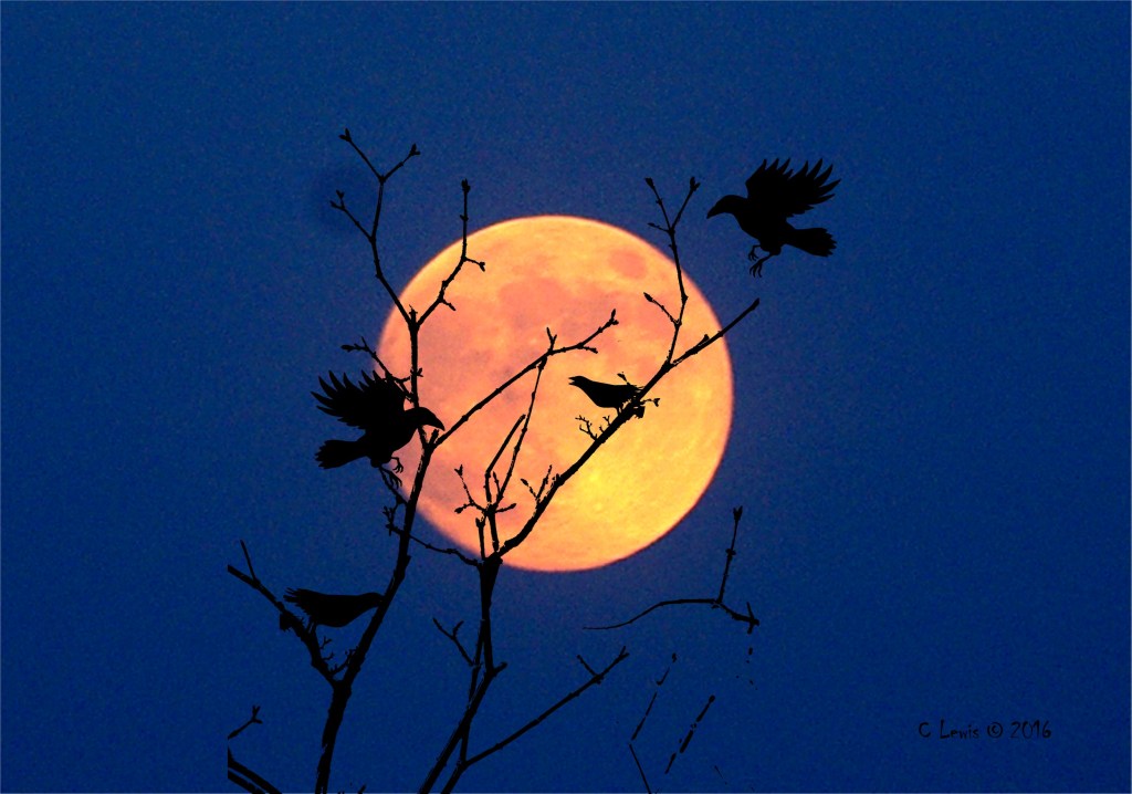 halloween-crows-at-night