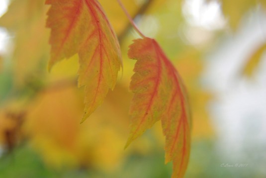 leaves-trust2010springflowers2009octoberstormdamage-074