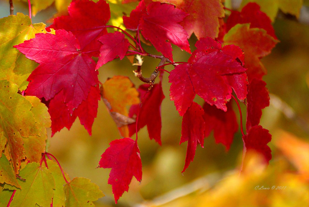 leaves-trustbrightredmapleleaves