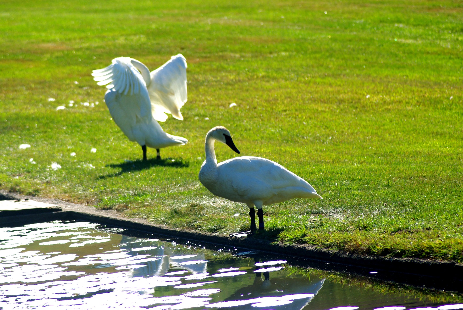 graceful2swans